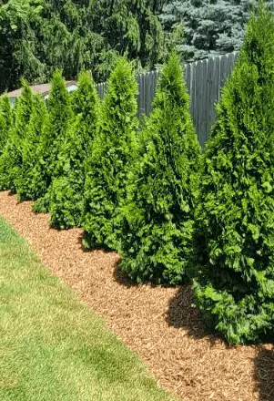 Trees in a row