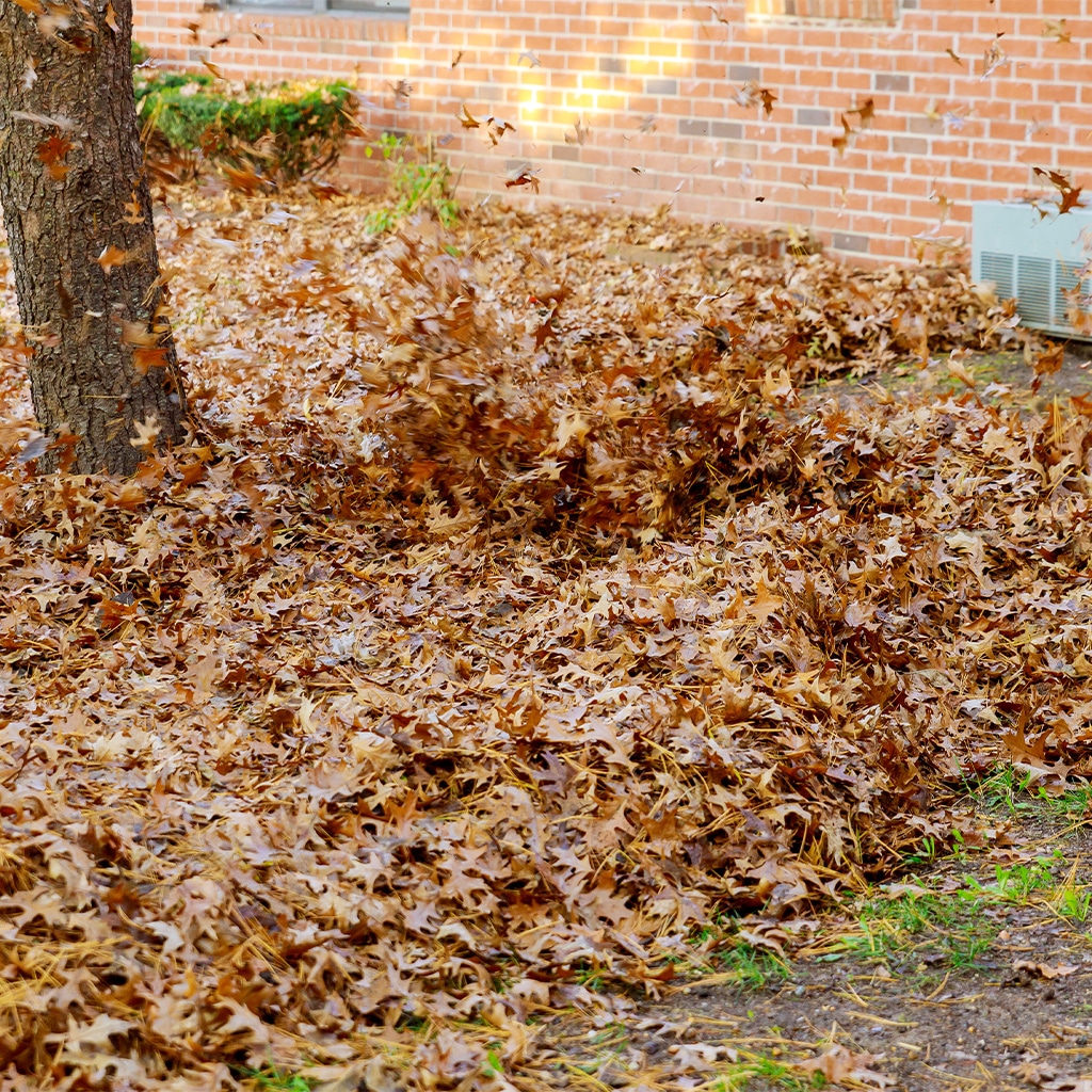 Intro 0000 leaf removal