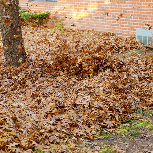 Leaf removal