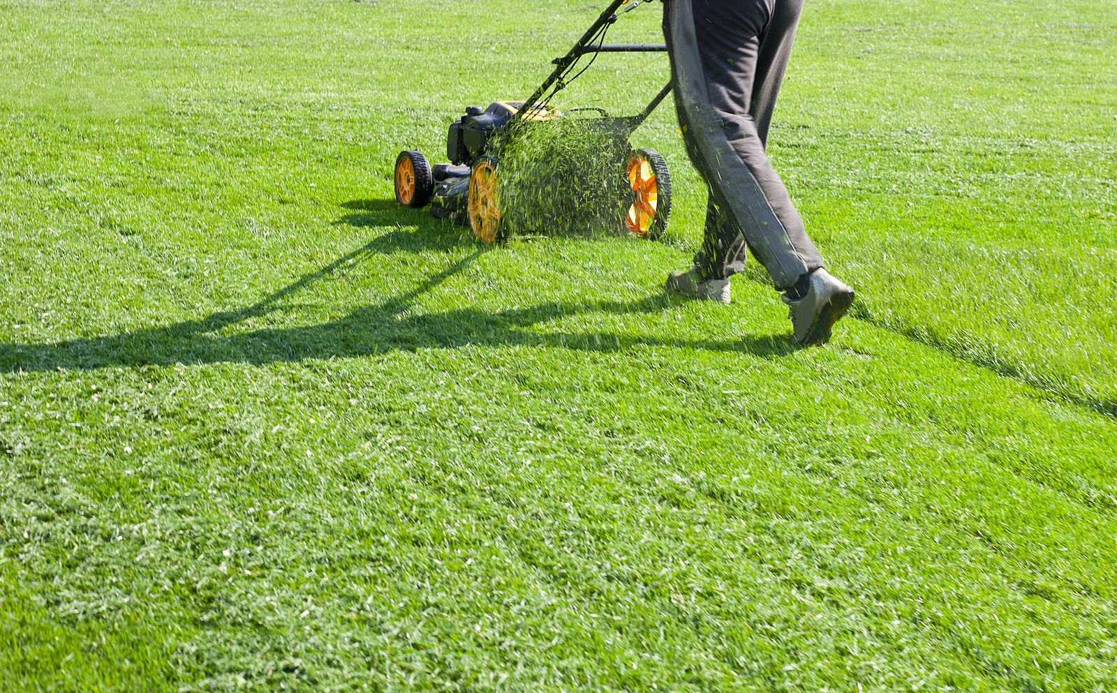 Late summer lawn care tipcs
